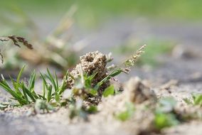 entrance to nest of Ground Digger Wasp