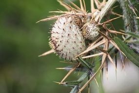Macro picture of the Thistle flower