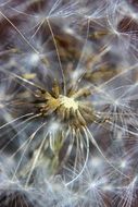 Macro view of the dandelion flower