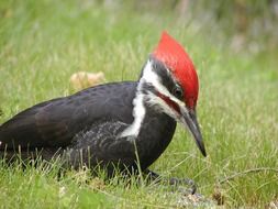 woodpecker on green grass