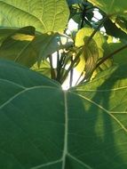 irresistible green leaf
