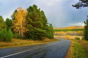 road near the forest with trees