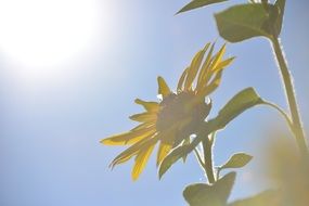 Two sunflowers in the sun