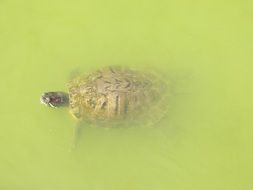 turtle swims in muddy water