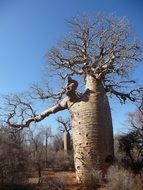 baobab in Africa