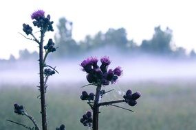 wild flower on the background of the morning mist