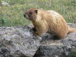 marmot on a stone