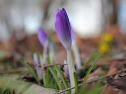 purple crocus buds
