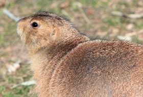 black-tailed prairie dog in the wild