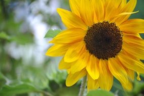 yellow sunflower on a rural field in summer