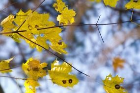 tree branch with yellow leaf