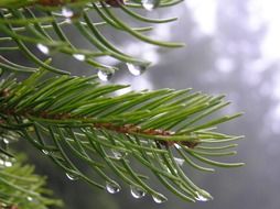 dew on spruce branches