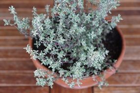 thyme herbs spice plant in pot