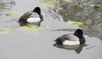 black and white ducks swim in the pond