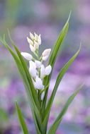 tiny white lilies