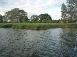 green reed on the lake in spring