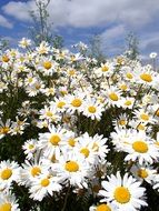 lush daisy flowers in summer