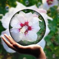 white hibikus flower on hand, digital art