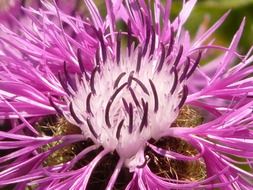 purple flower of prickly thistle