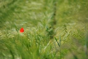 marvelous poppy in a green grass