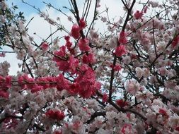 red peach blossoms
