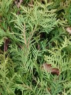 thuja branches with green leaves