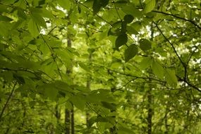 bright green foliage in forest