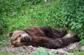 the bear is sleeping on the ground in the forest