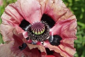 closeup photo of wonderful pink poppy flower