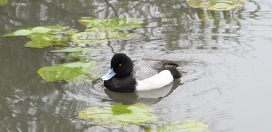 scaup duck swimming