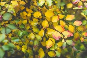 yellow little leaves in autumn