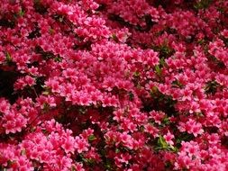 pink azalea bush