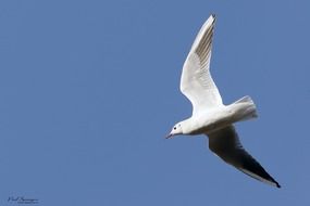 incredible seagull bird