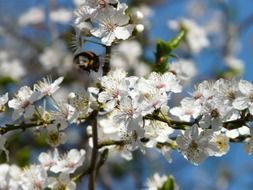 flowers of the wild plum close-up