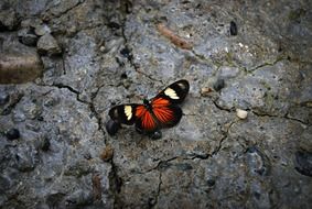 butterfly on the stone