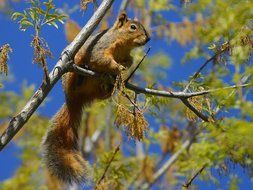 squirrel bushy tail on a branch