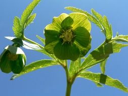 green summer hellebore in the bright sun close-up