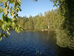 green trees by the lake