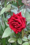 red rose on a plant with green leaves