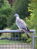 gray dove on a metal fence