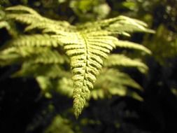 fern green macro
