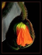 withered red poppy in the dark