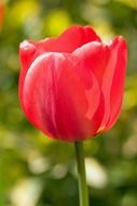 bright red tulip closeup