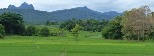 Landscape with rice in Thailand