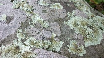 lichens on rocks