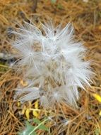 Close-up of the beautiful, white, wild flower with seeds in France