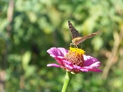 butterfly on a flower on the blurry background