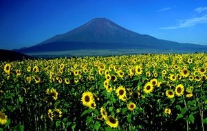 attractive sunflowers landscape