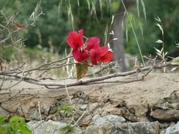 Red flowers on a ground