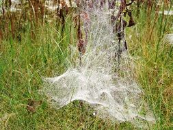 autumn web closeup in meadow
